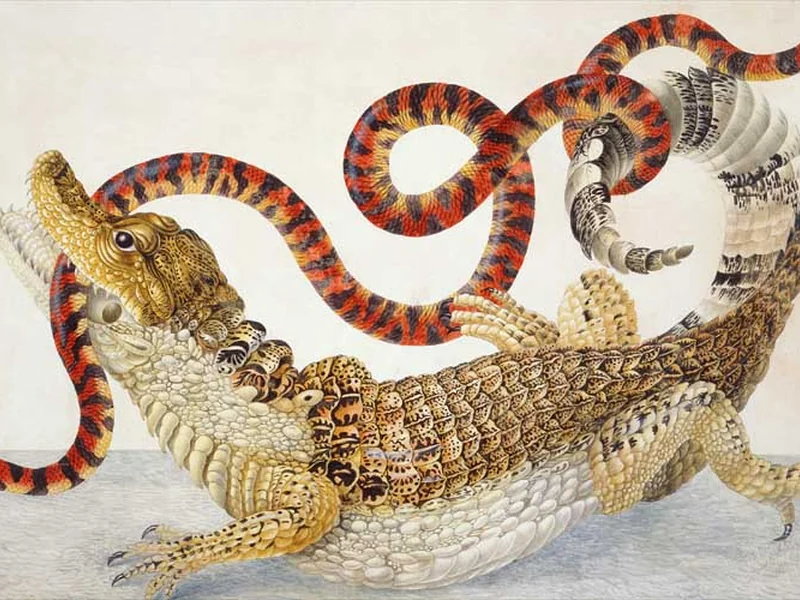 1678-Dorothea Maria Graff - Illustrazione di un Caiman crocodilus e di un Anilius scytale